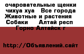 очаровательные щенки чихуа-хуа - Все города Животные и растения » Собаки   . Алтай респ.,Горно-Алтайск г.